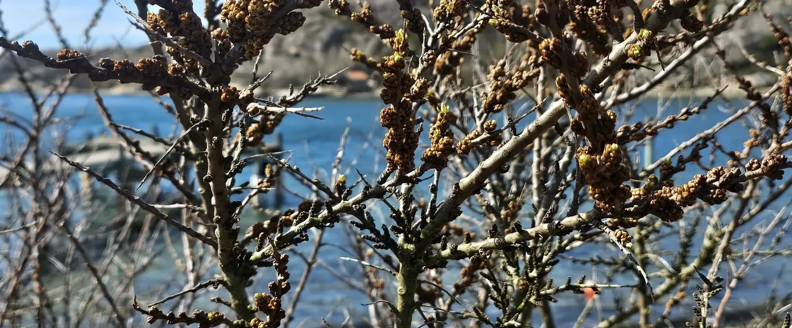 Havtorn vid kusten i Bohuslän